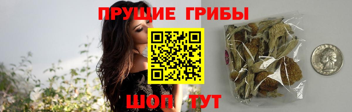 Псилоцибиновые грибы мицелий Ачинск